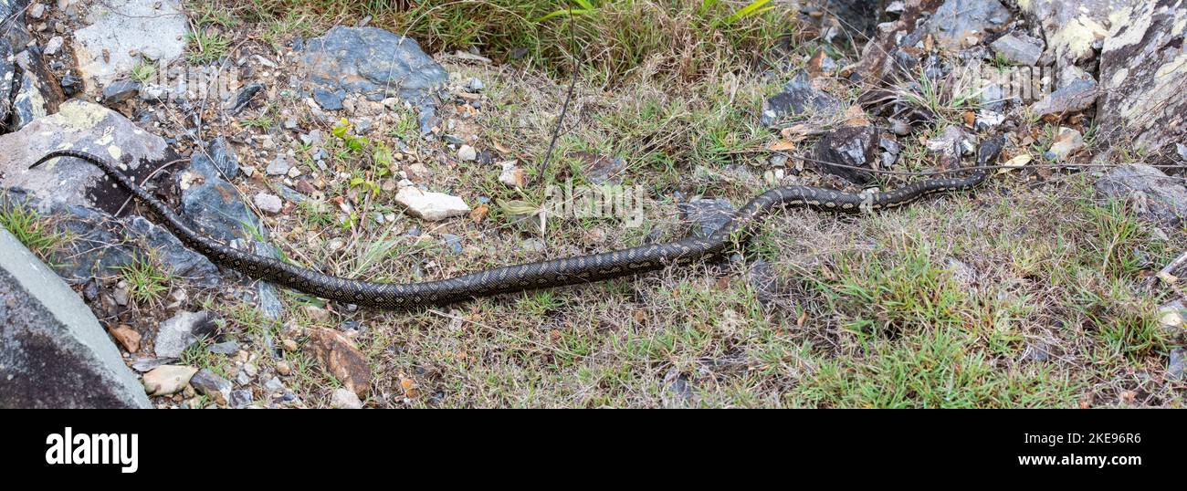 Serpente di python del tappeto a Urunga, nuovo Galles del Sud, Australia. Foto Stock