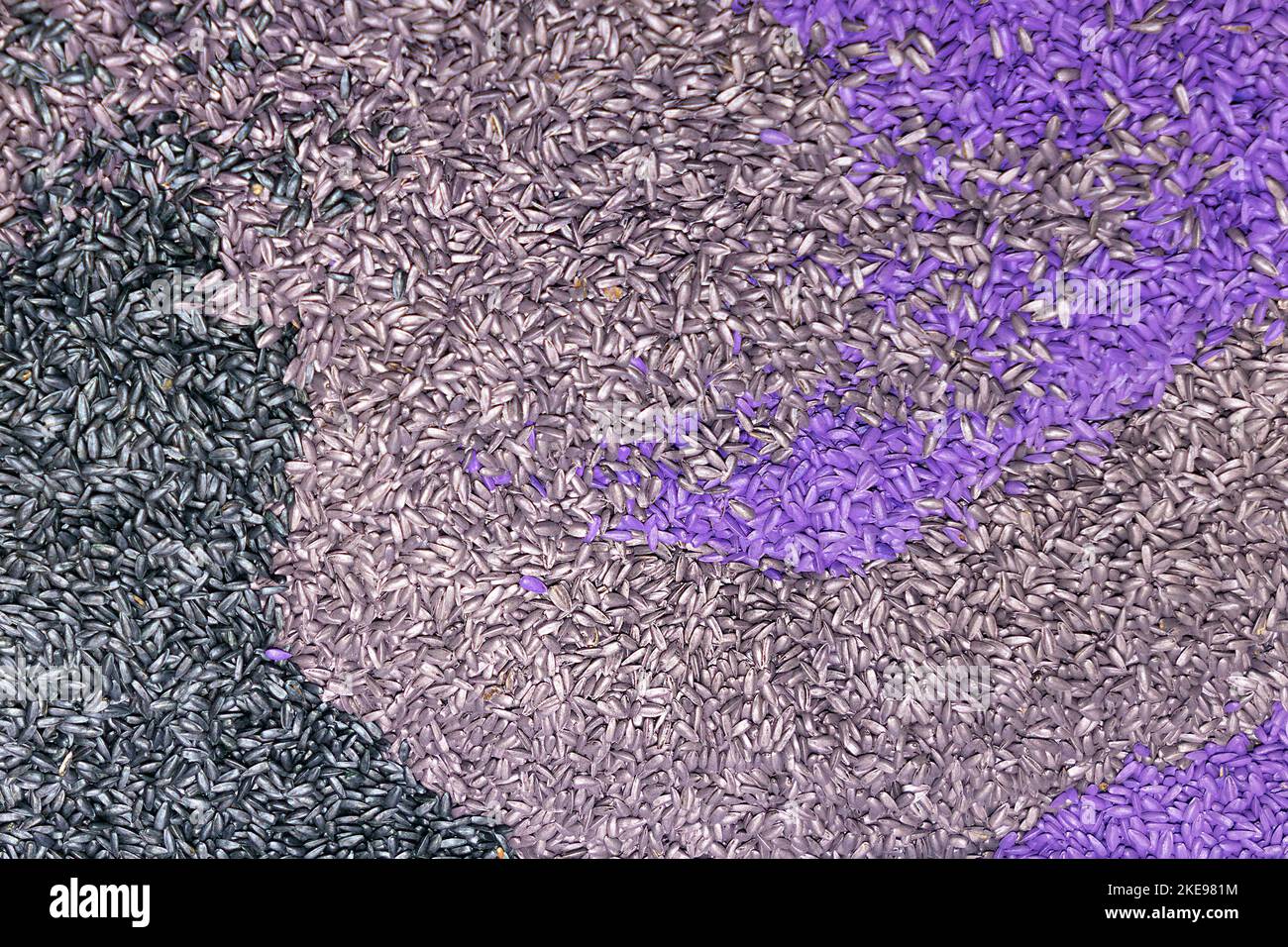 Sfondo colorato di semi di girasole grezzi Foto Stock