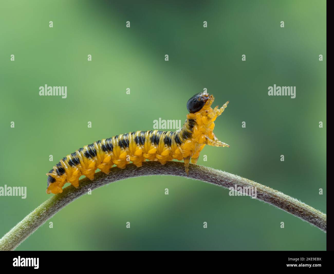 Vista laterale di una larve di segheria muta gialla e nera matura, Macremphytus testaceus, che strisciare lungo un fusto di pianta. Le mosche sono nell'ordine Hymenopte Foto Stock