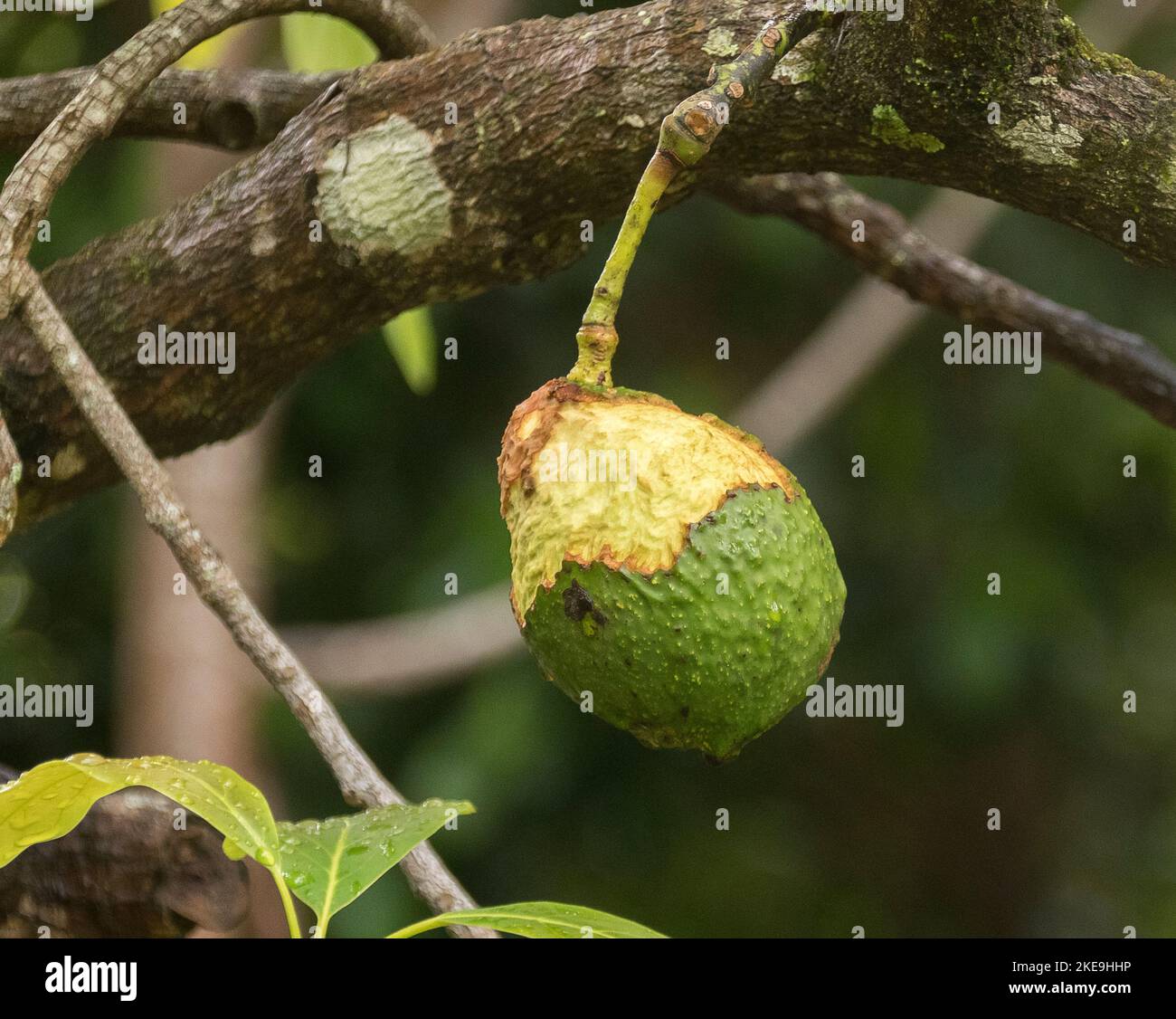 Hass avocado (persea americana) cresce su albero in Queensland frutteto, duro, immature, frutta nibbled da vermin (topi?) rimozione parziale della pelle verde. Foto Stock