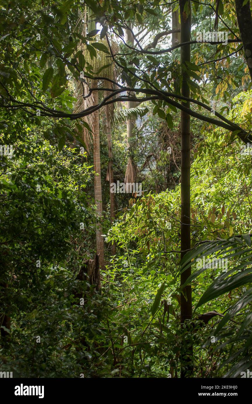 Foresta pluviale subtropicale a metà piano sul Monte Tamborine, Queensland, Australia. Alberi, gengivali, palme, eucalipti. Tranquillo e tranquillo. Habitat di Koala. Foto Stock