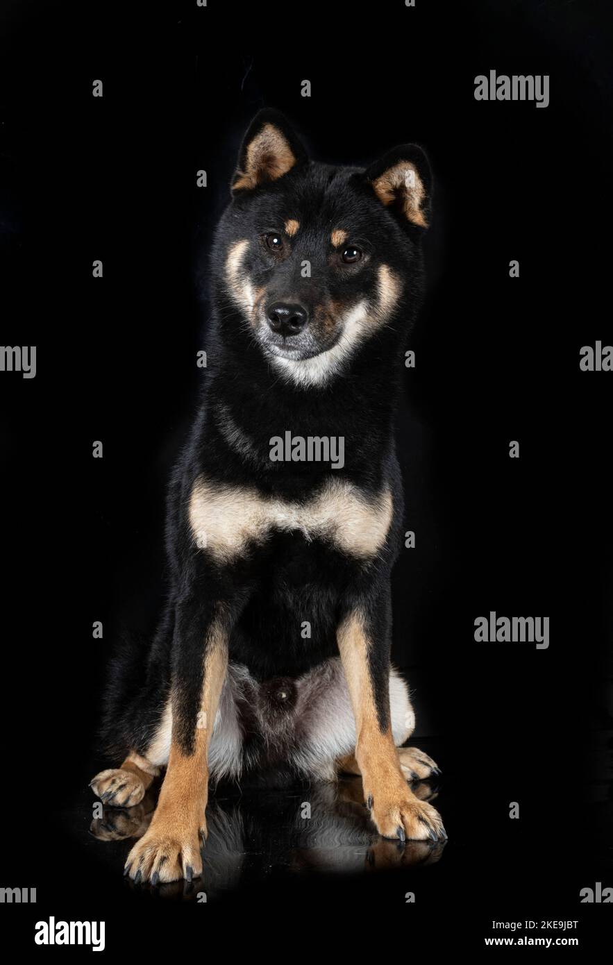 shiba inu di fronte a sfondo nero Foto Stock