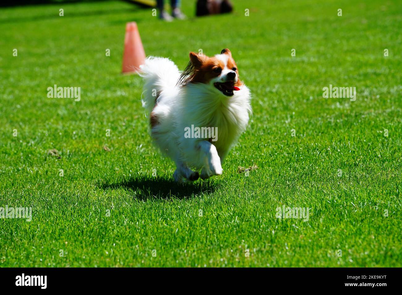 Un giocoso Continental Toy Spaniel in esecuzione durante la competizione con i cani Foto Stock