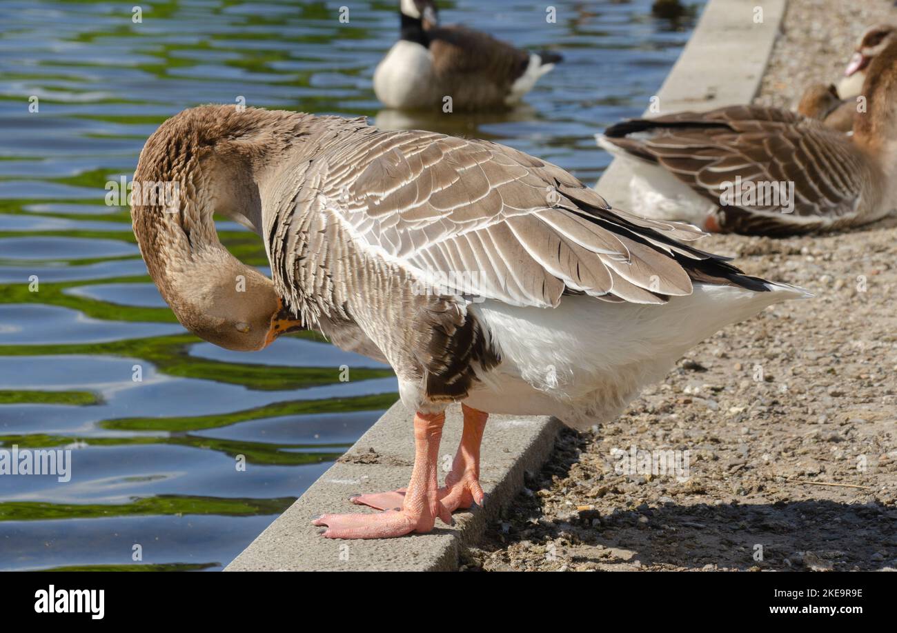 oche belle dentro e sull'acqua Foto Stock