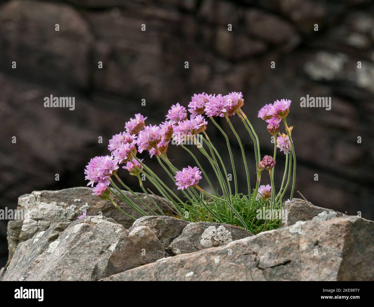 Sea Thrift ( Armeria maritima ) pianta con fiori rosa che crescono sulle scogliere di mare, Isola di Skye, Scozia, Regno Unito. Foto Stock