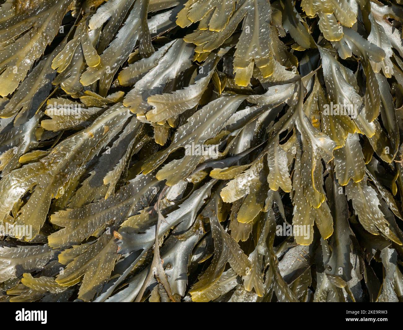 Alghe marroni/verdi dentate (Fucus serratus) a Scottish Beach, Scozia, Regno Unito Foto Stock