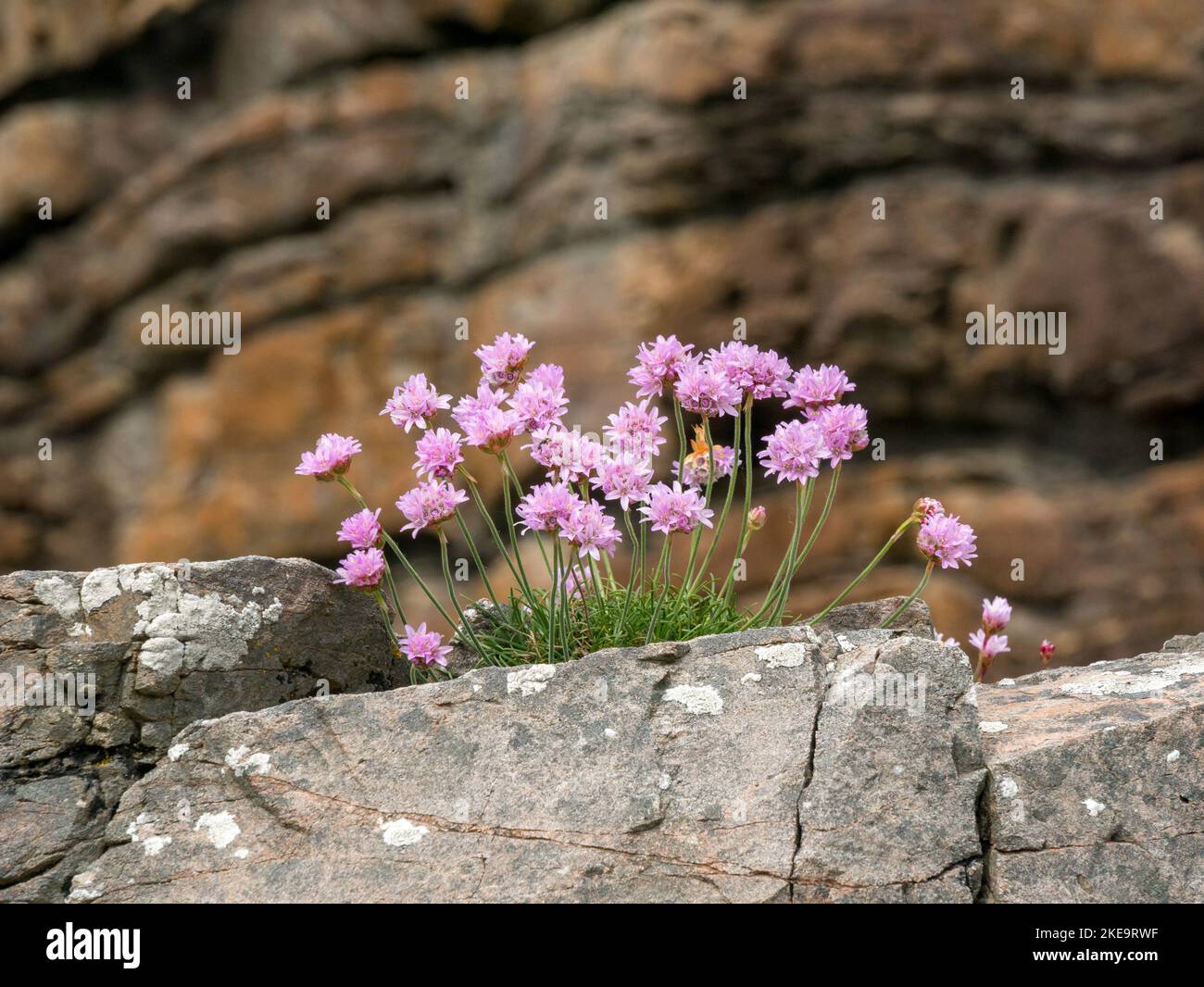 Sea Thrift ( Armeria maritima ) pianta con fiori rosa che crescono sulle scogliere di mare, Isola di Skye, Scozia, Regno Unito. Foto Stock