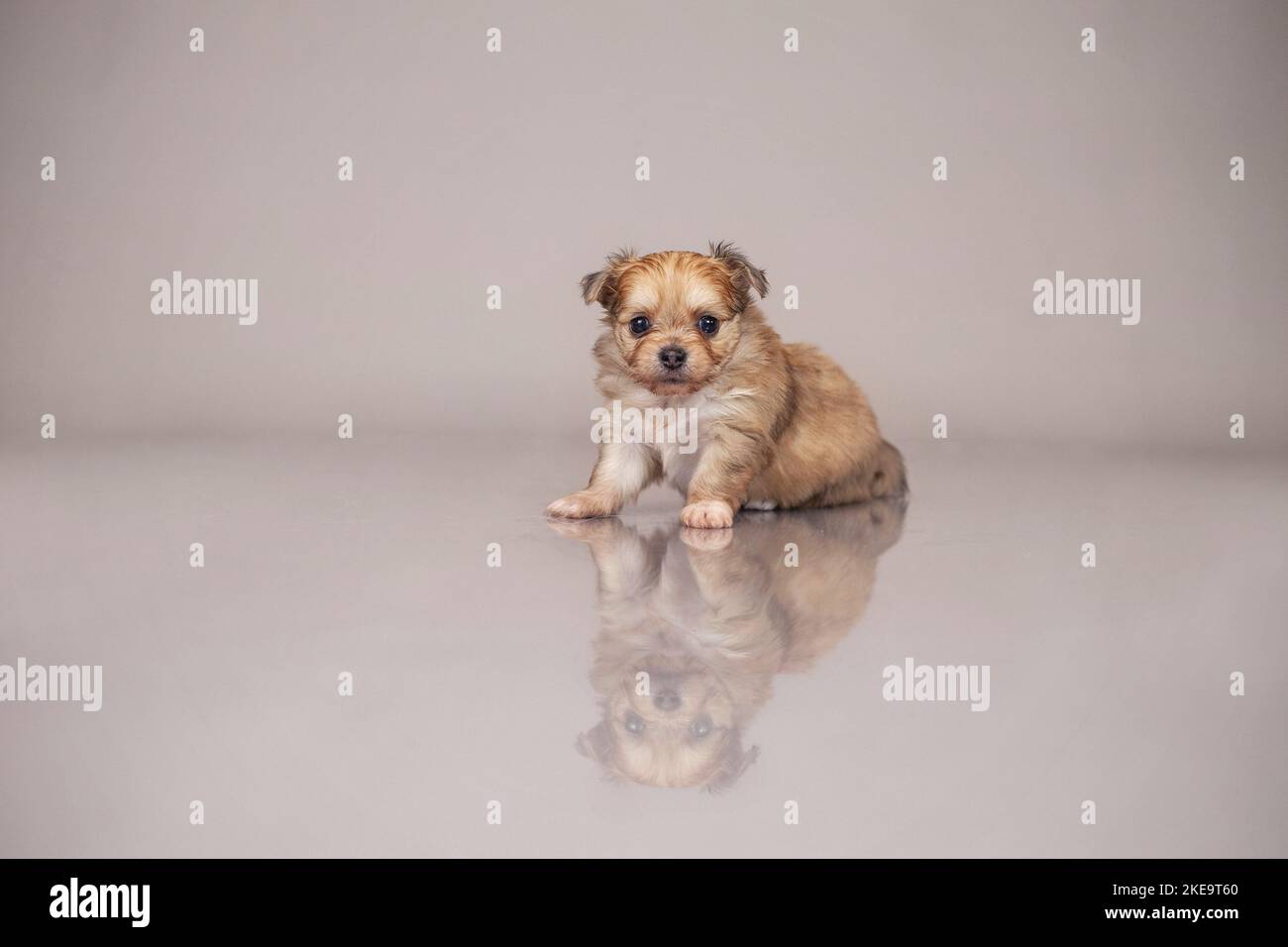 Cucciolo di Chihuahua-Mongrel Foto Stock