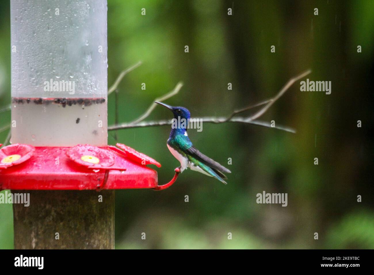 Honeysuckle in volo vicino a una stazione di alimentazione presso la Fattoria delle farfalle di Mindo Mariposario, Mindo Valley, Ecuador Foto Stock