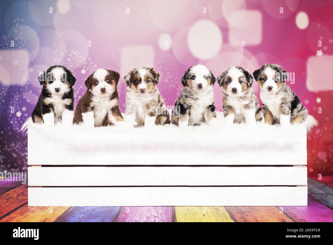 Cuccioli di pastore americano in miniatura Foto Stock