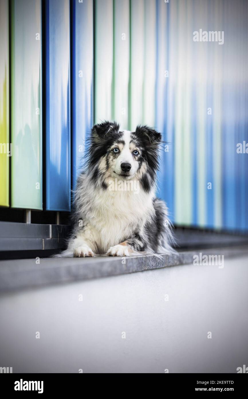 Pastore australiano in miniatura Blue-merle Foto Stock