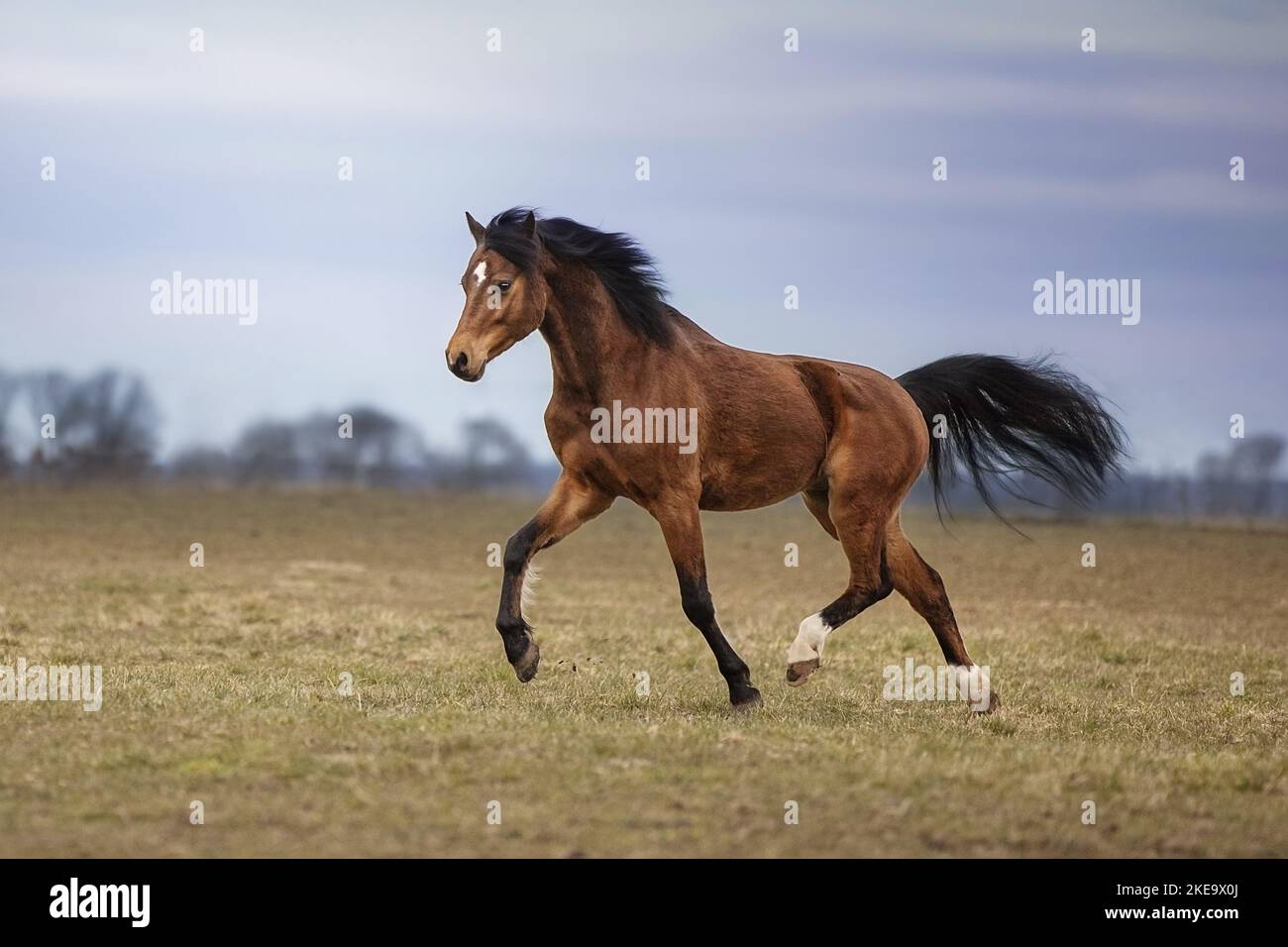 Pony gallese Foto Stock