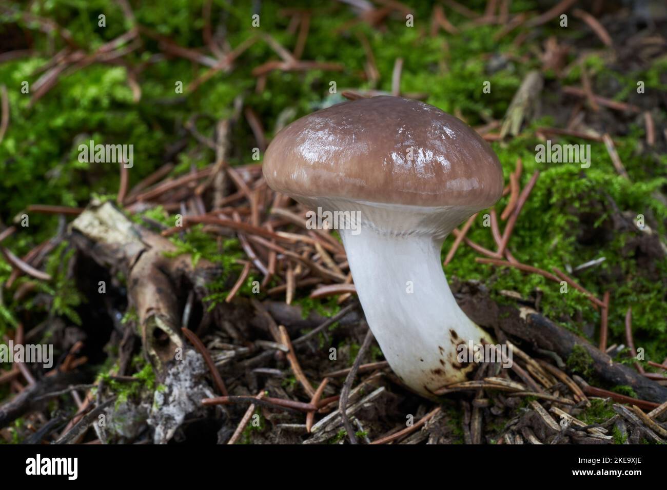 Funghi commestibili Gomphidius glutinoso nella foresta di abete rosso. Conosciuto come slimy Spike-cap. Funghi selvatici che crescono in muschio. Foto Stock