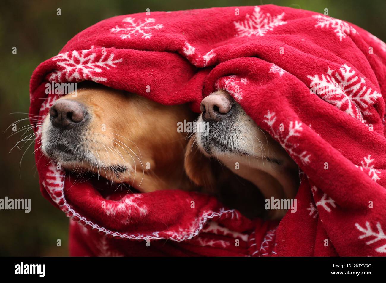 2 Golden Retriever Foto Stock