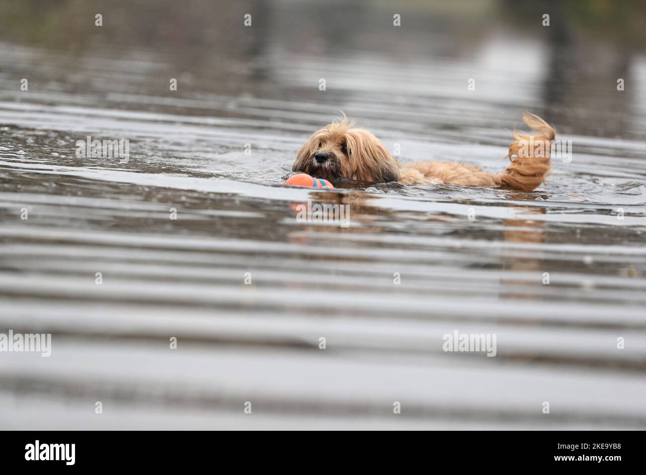 Marrone Tibetano Terrier Foto Stock