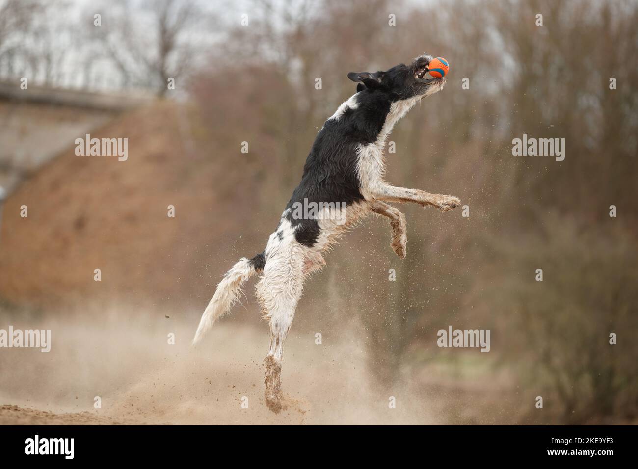 Labradoodle bianco e nero Foto Stock