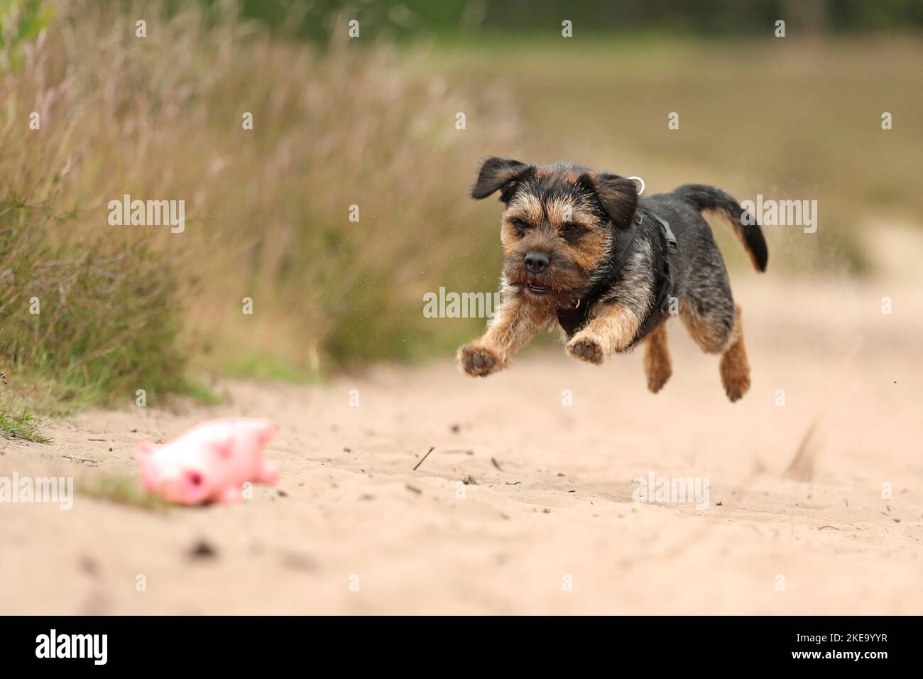 Confine Terrier in estate Foto Stock