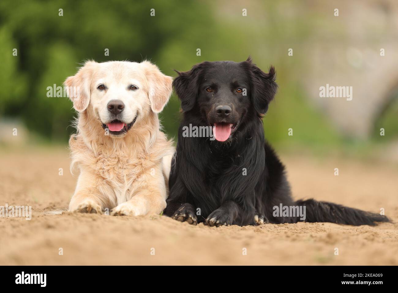 Cani Foto Stock