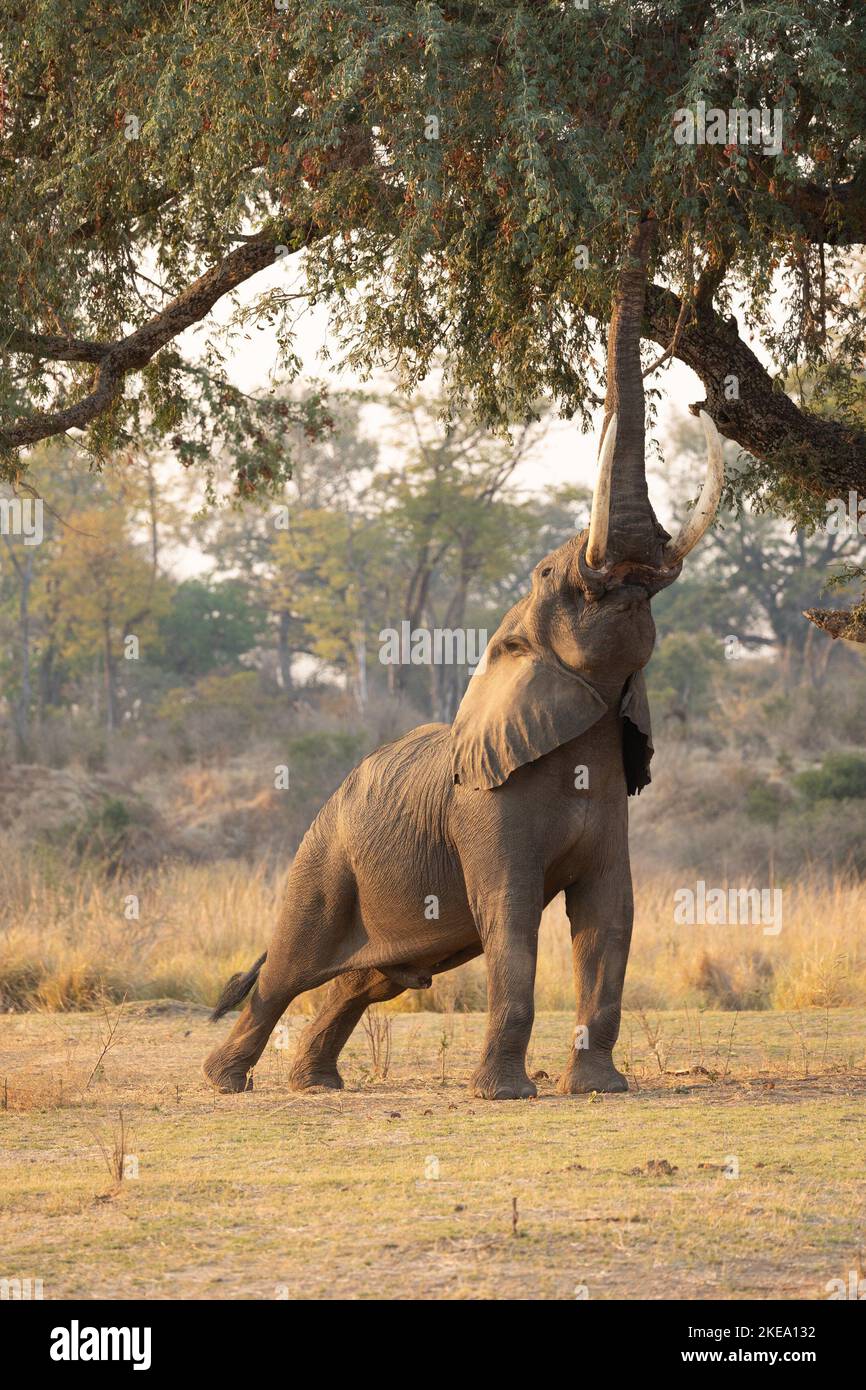 Le piscine di mana nello Zimbabwe sono conosciute per gli elefanti che sono estremamente amichevoli verso gli esseri umani e hanno perfezionato la capacità di stare brevemente su due gambe a. Foto Stock