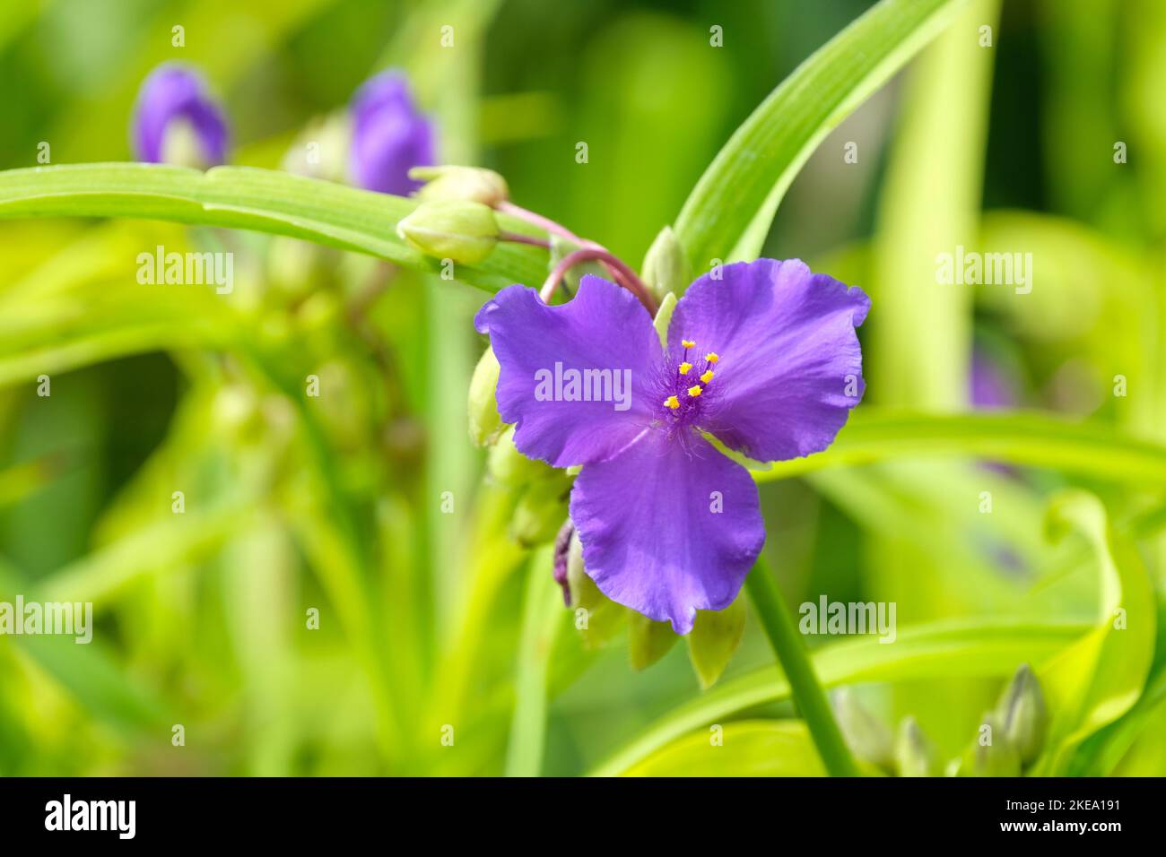 Tradescantia Sweet Kate, Andersoniana Group, Giglio ragno Sweet Kate, perenne, foglie gialle e fiori blu violetto Foto Stock