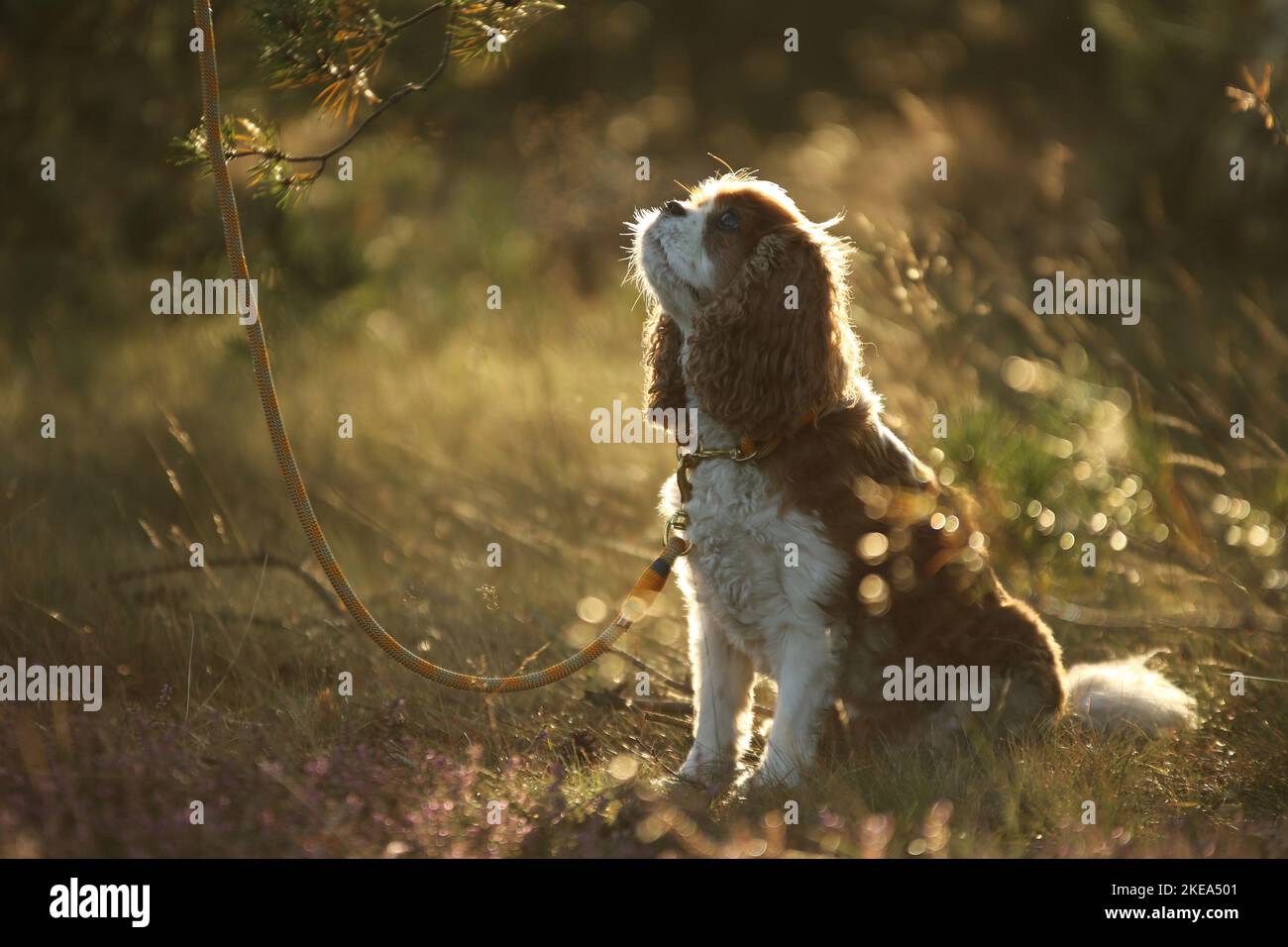 Udienza Cavalier King Charles Spaniel Foto Stock