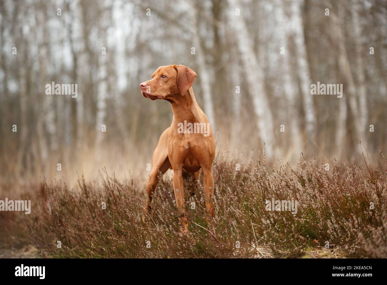 In piedi Magyar Vizsla Foto Stock