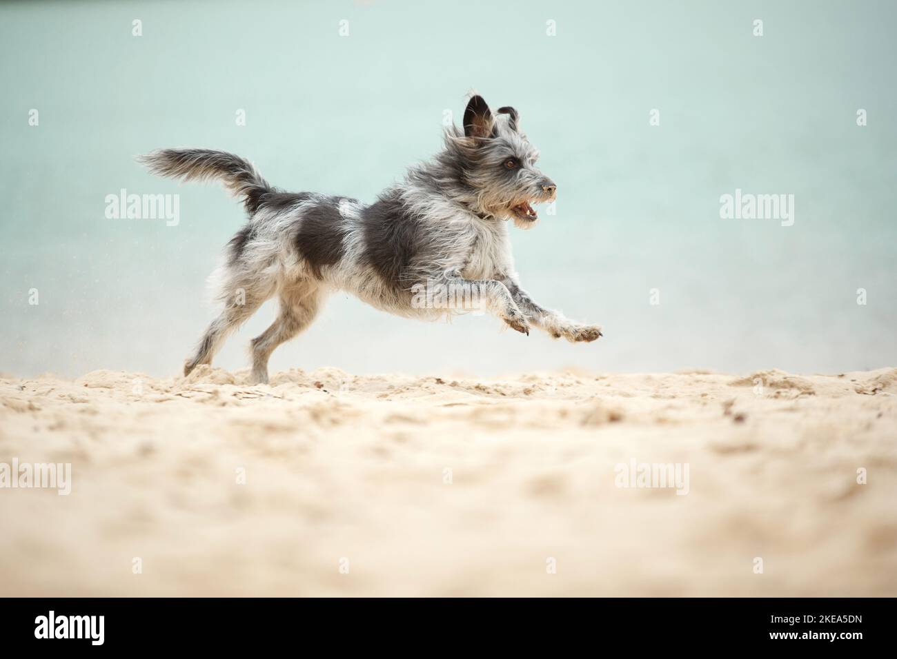 esecuzione di Mongrel Foto Stock