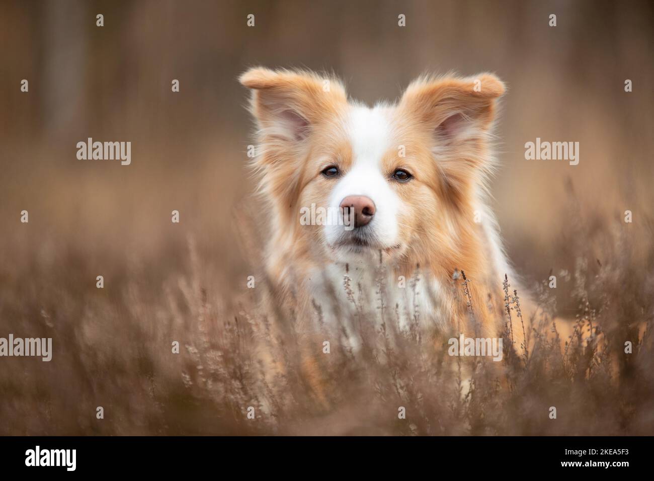 Border Collie ritratto Foto Stock