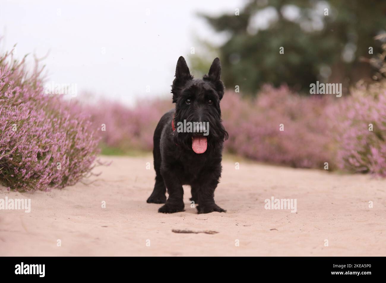 Scottish Terrier Foto Stock