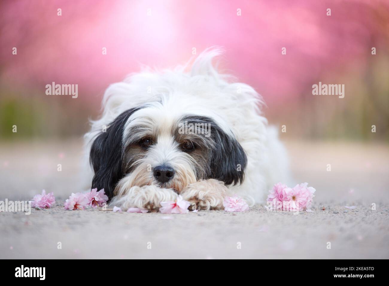 Giacente Tibetan Terrier Foto Stock