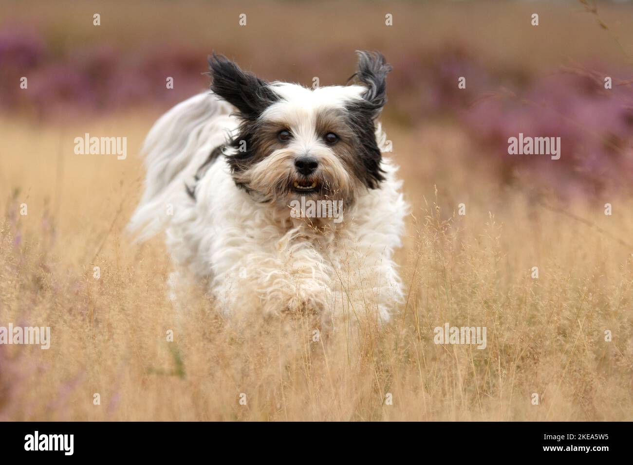 Esecuzione di Tibetan Terrier Foto Stock