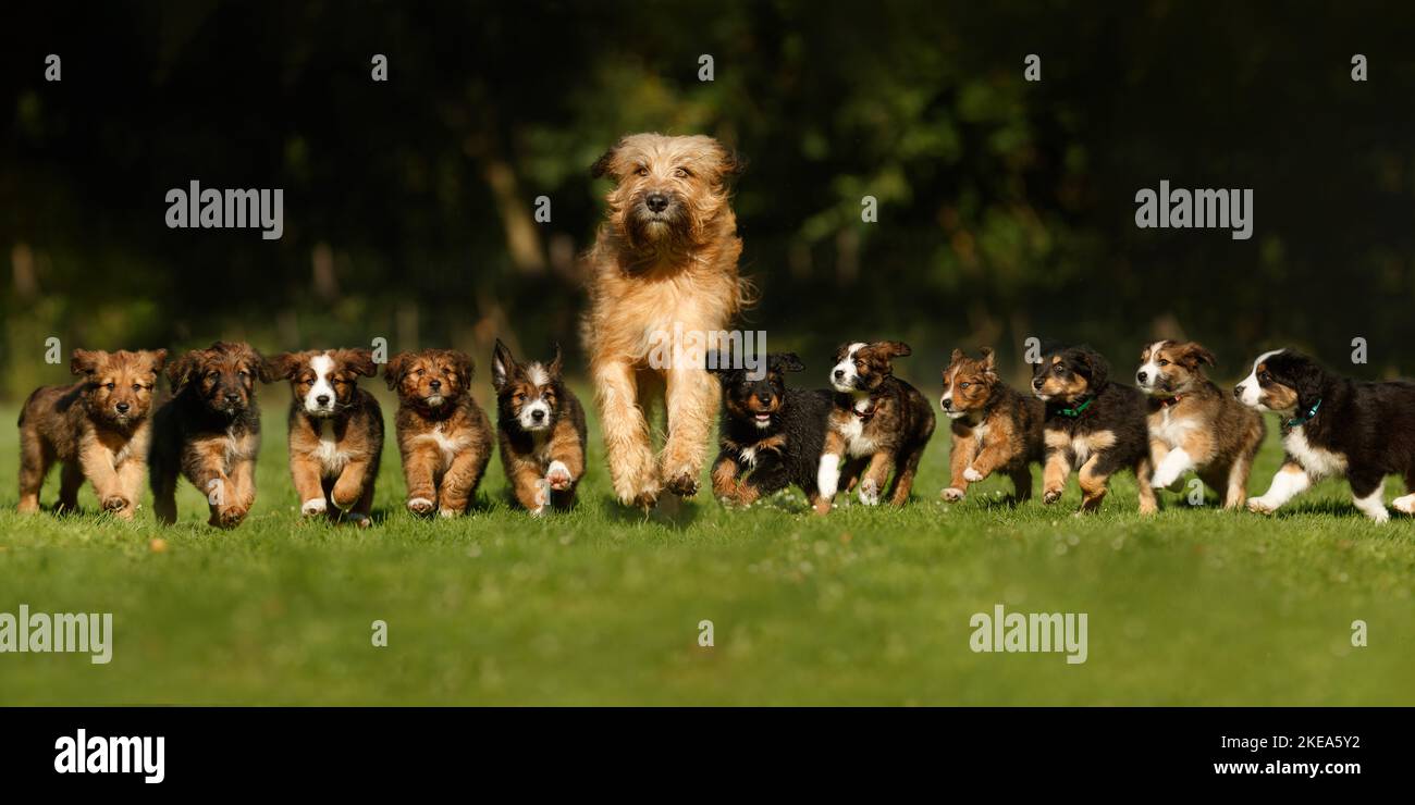 Cuccioli di cane da pastore di Waeller Foto Stock