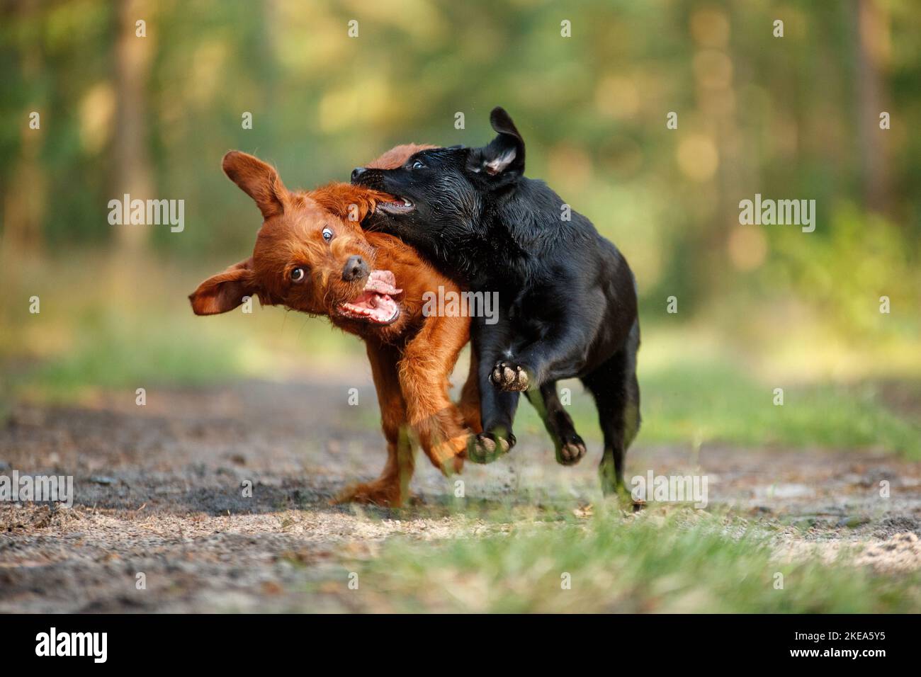 Cani Foto Stock