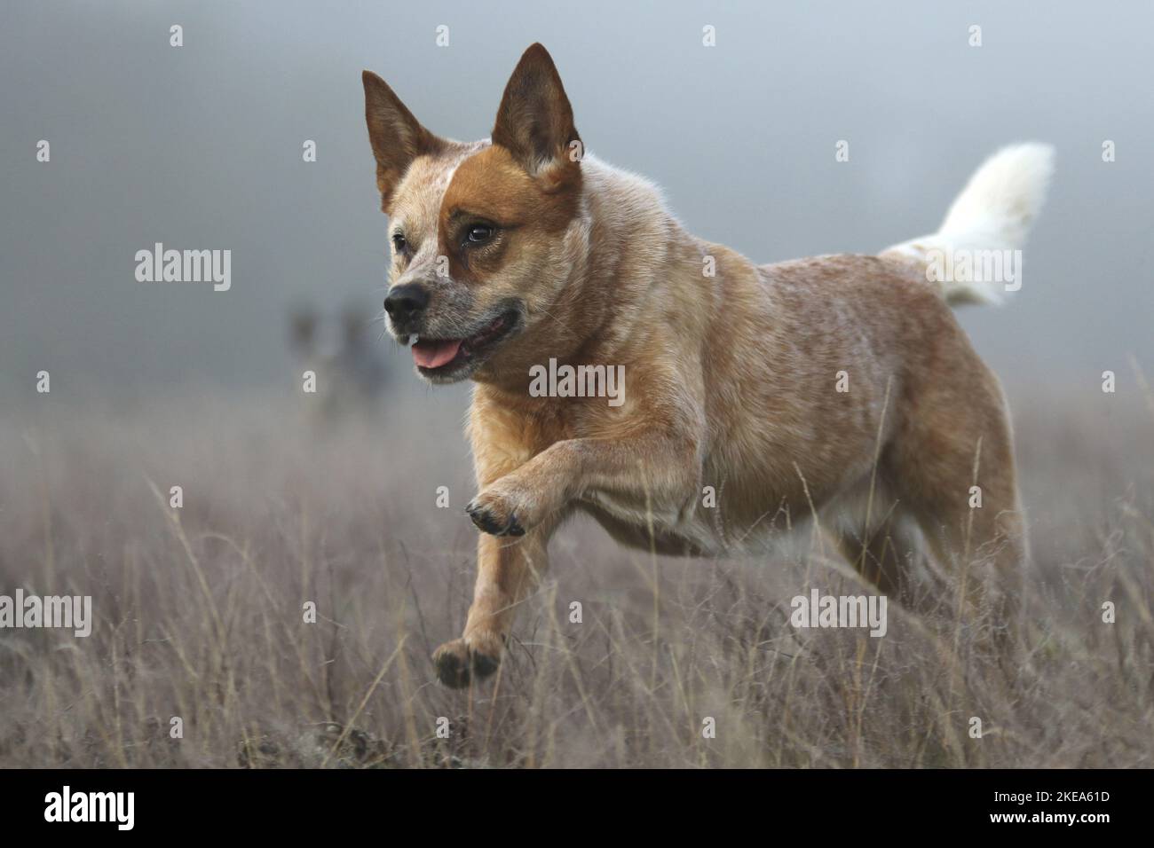 Esecuzione di Miniature pinscher Foto Stock