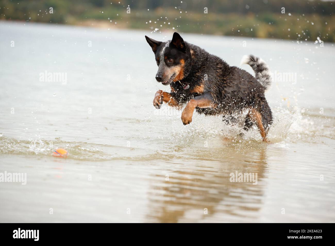 Australian Cattle Dog in acqua Foto Stock
