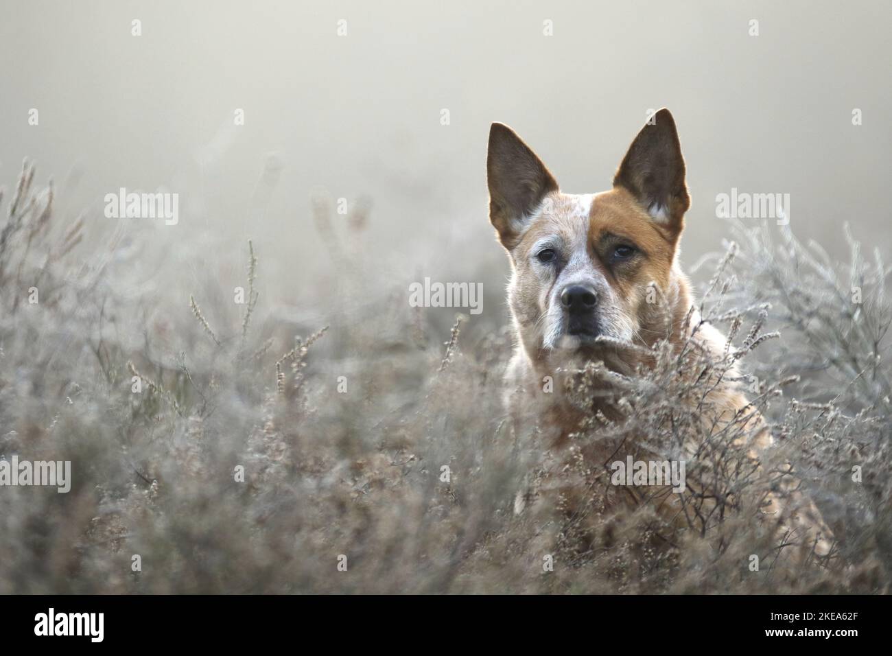 Miniature pinscher ritratto Foto Stock