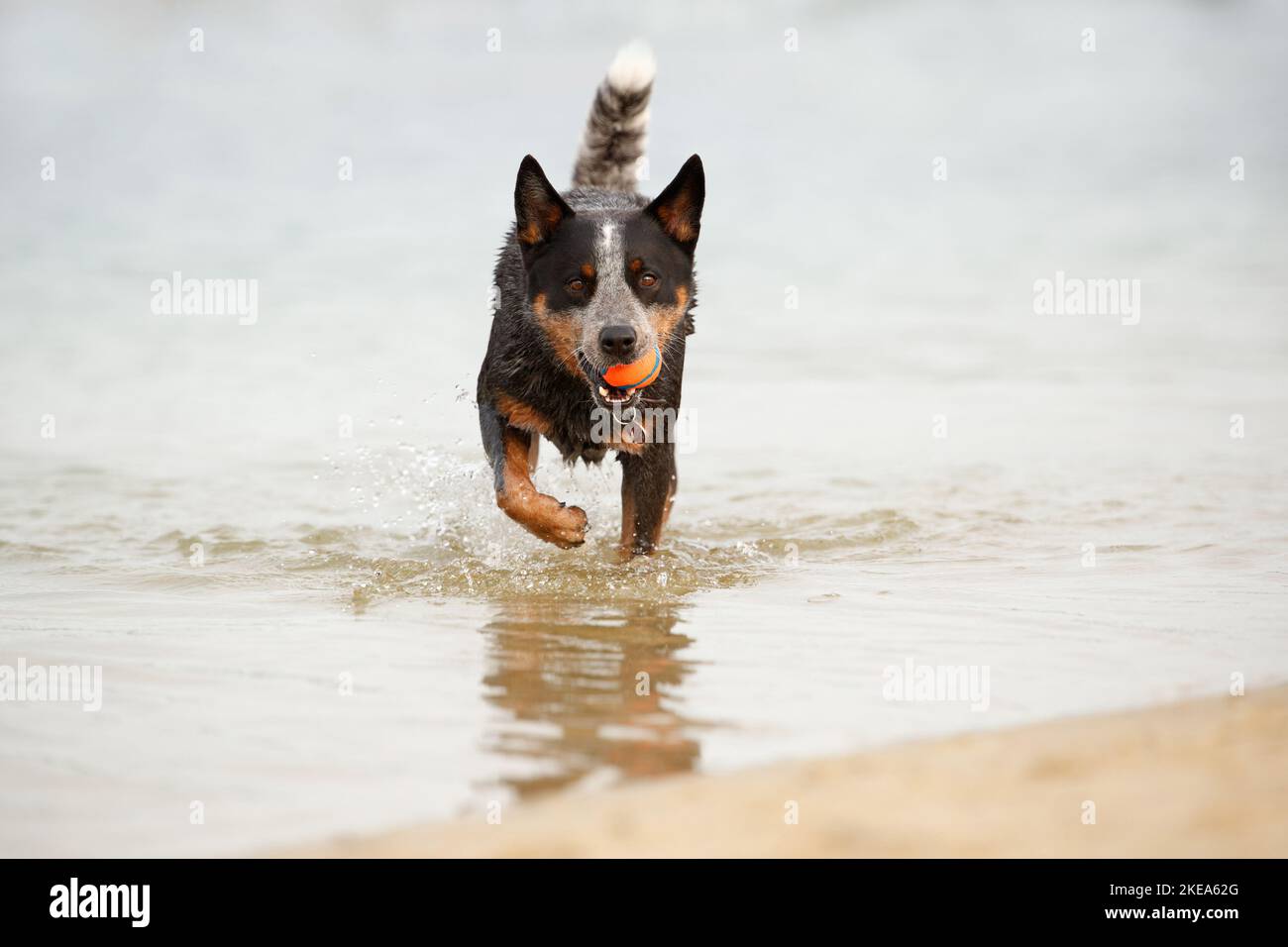 Australian Cattle Dog in acqua Foto Stock
