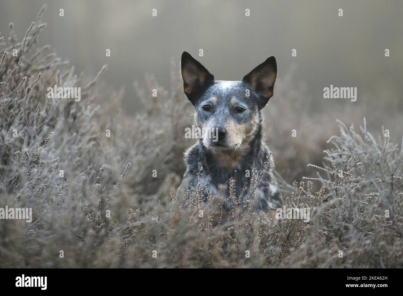 Miniature pinscher ritratto Foto Stock
