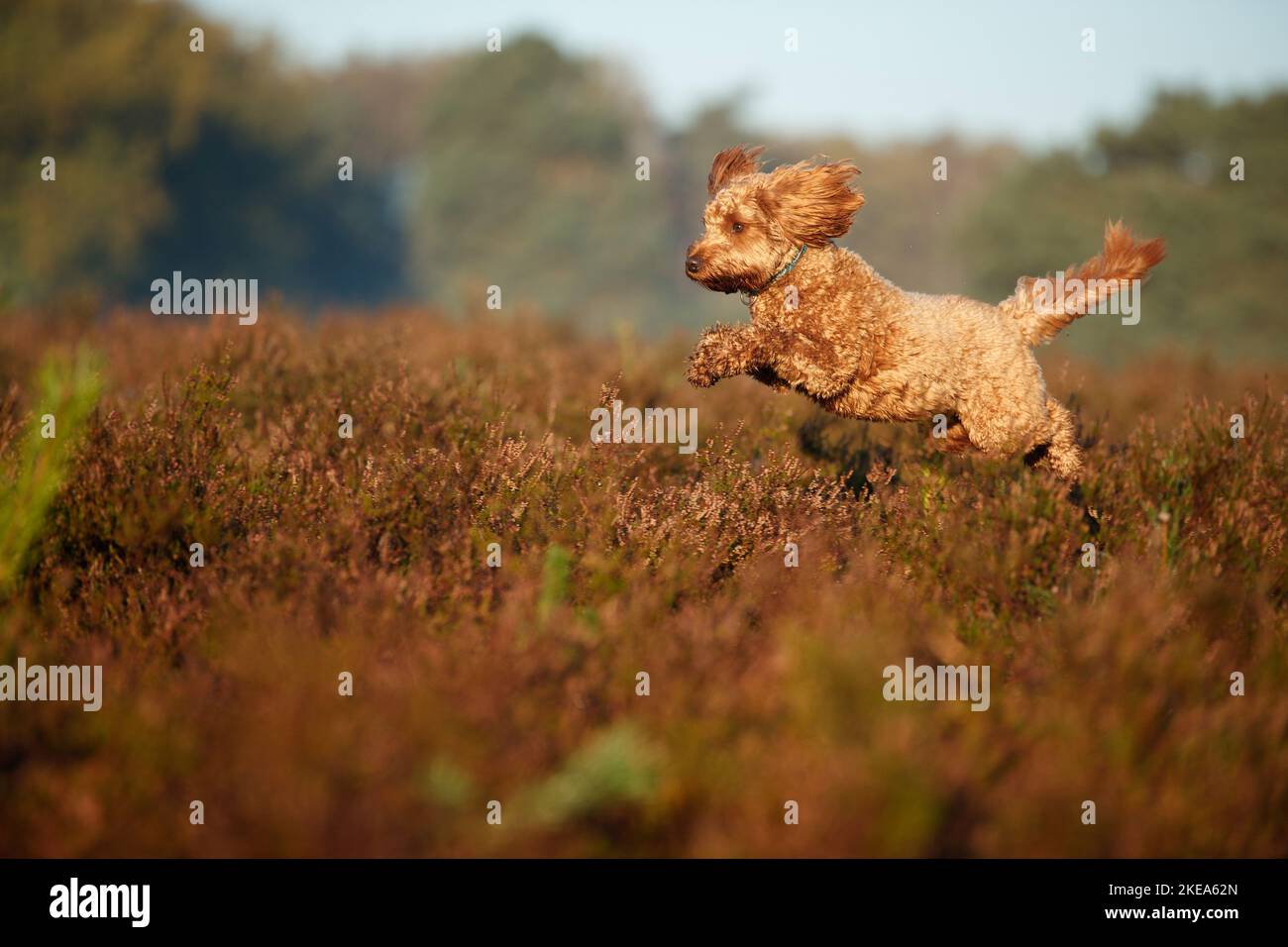 Cockerpoo in autunno Foto Stock
