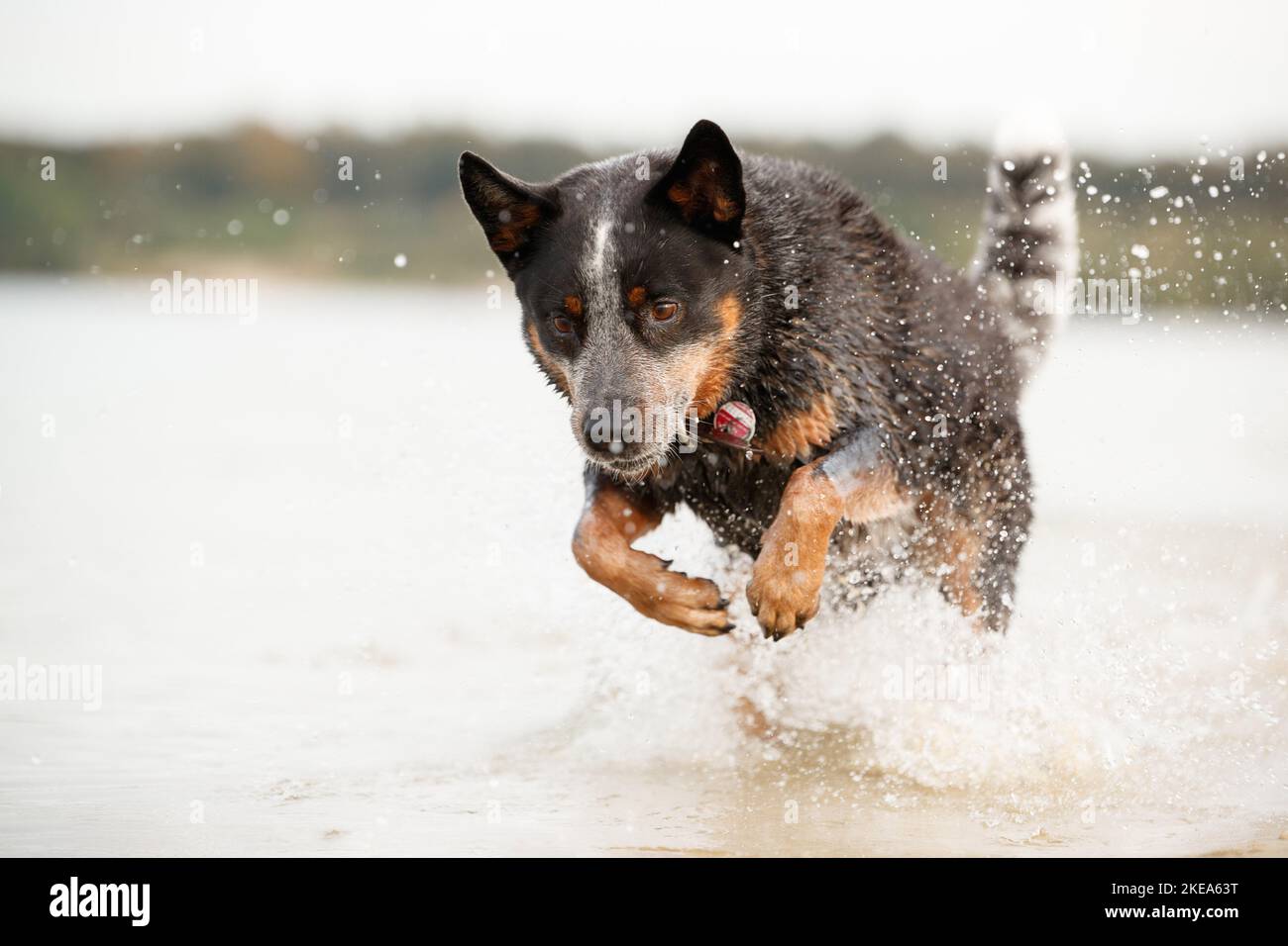 Australian Cattle Dog in acqua Foto Stock
