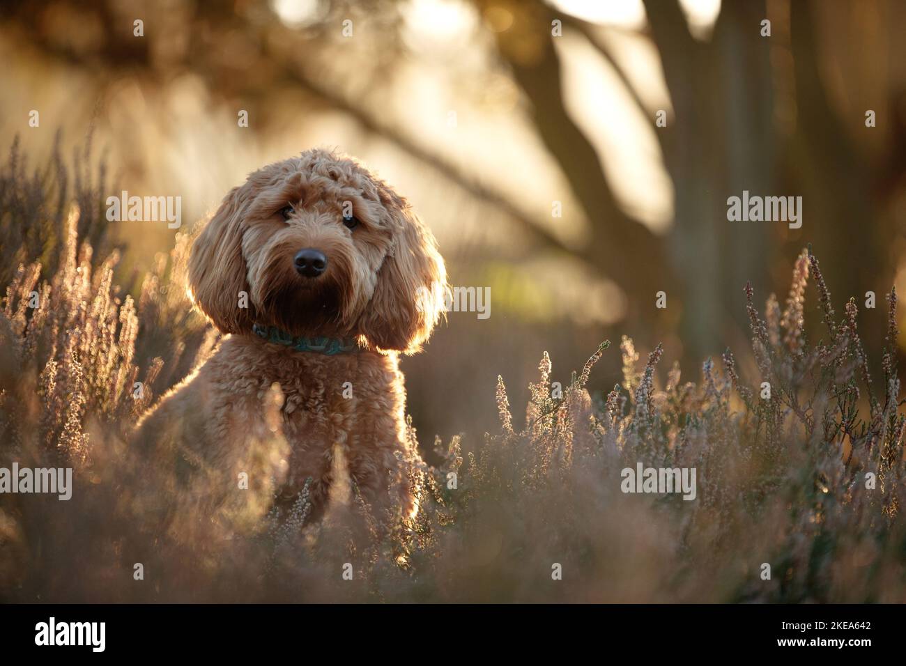 Cockerpoo in autunno Foto Stock