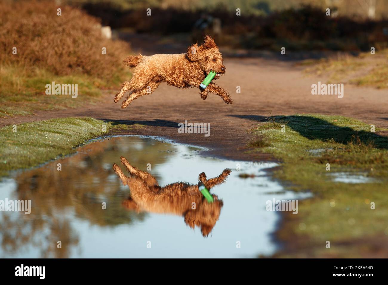 Cockerpoo in autunno Foto Stock