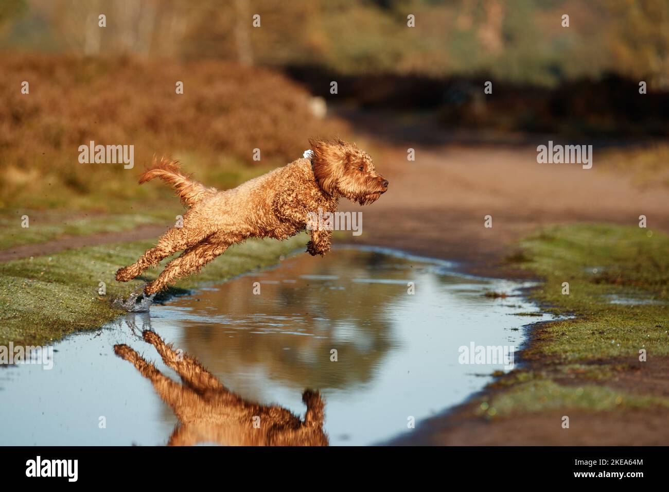 Cockerpoo in autunno Foto Stock