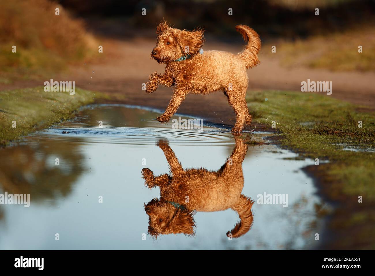 Cockerpoo in autunno Foto Stock
