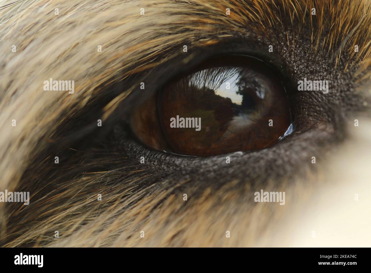 occhio del cane Foto Stock