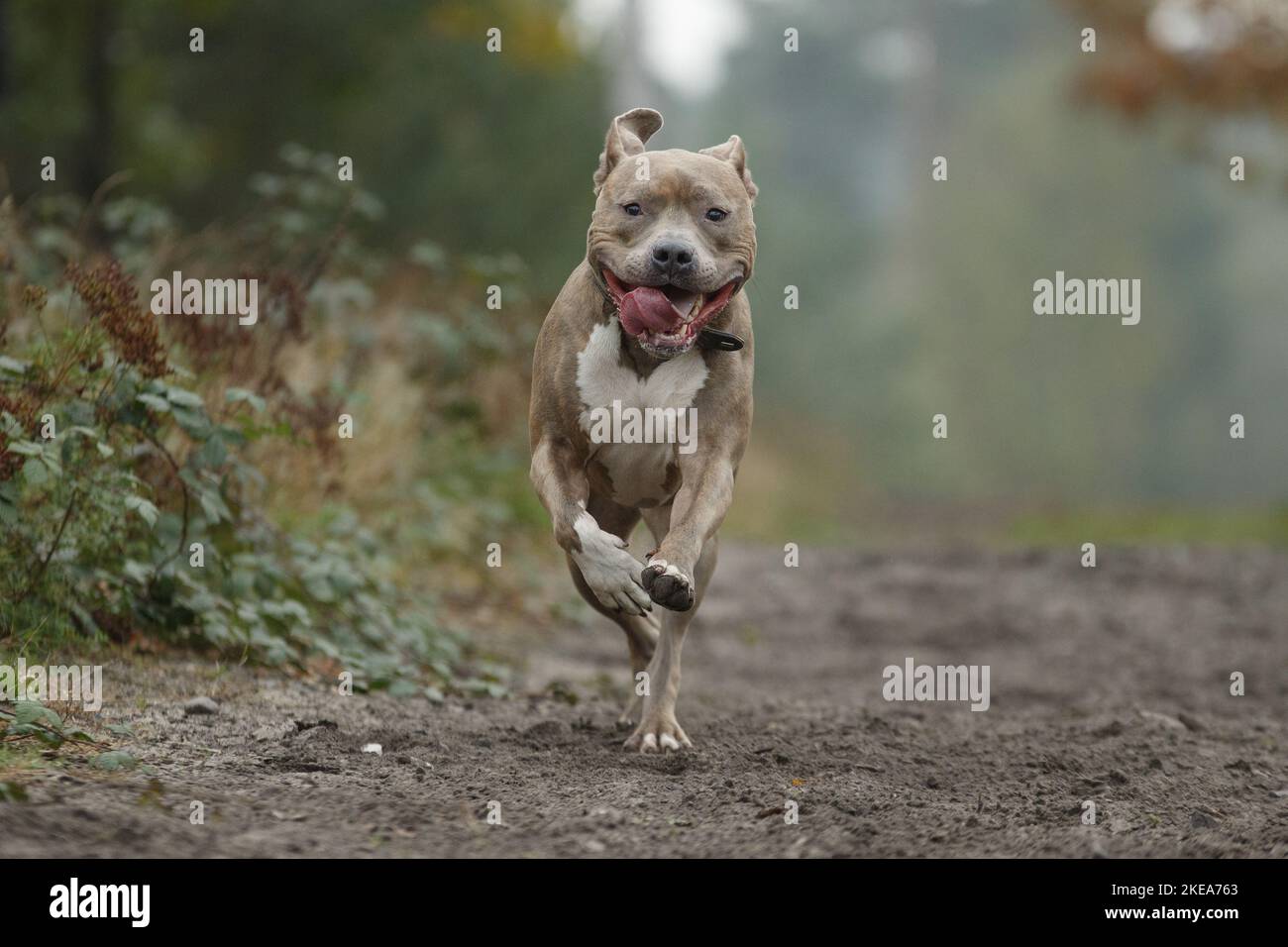 Esecuzione di American Staffordshire Terrier Foto Stock