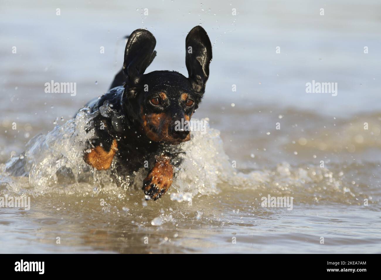 Esecuzione shorthaired Bassotto Foto Stock