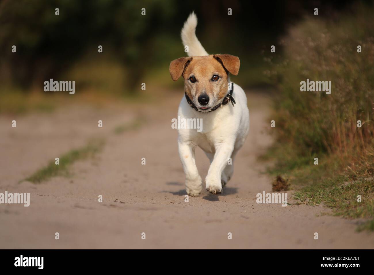 Esecuzione Jack-Russell-Terrier-Mongrel Foto Stock