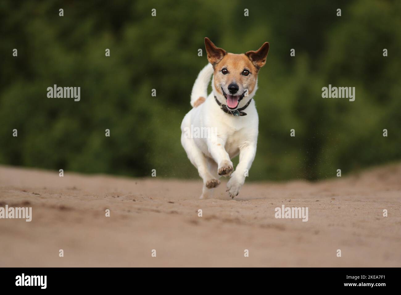 Esecuzione Jack-Russell-Terrier-Mongrel Foto Stock