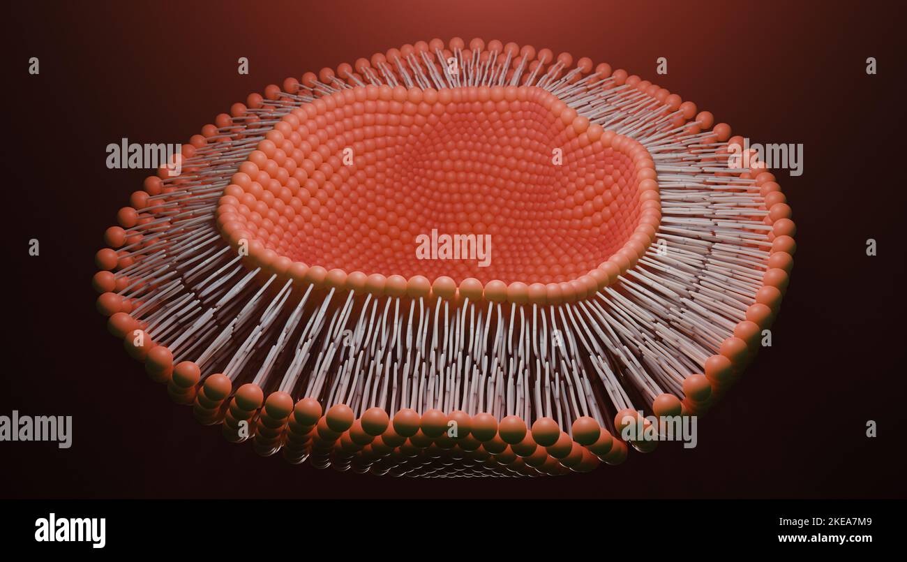 Doppio strato lipidico o doppio strato fosfolipide. Rendering 3D. Foto Stock